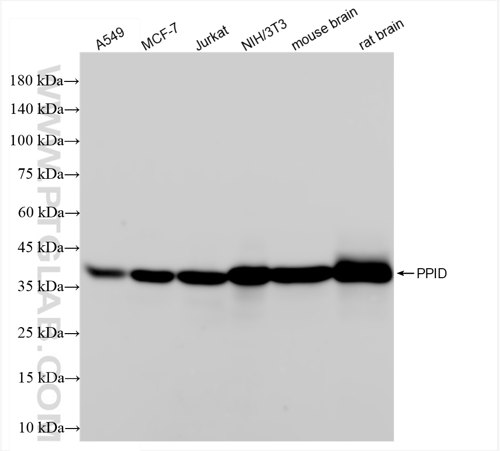 Western Blot (WB) analysis of various lysates using PPID Recombinant antibody (84115-6-RR)