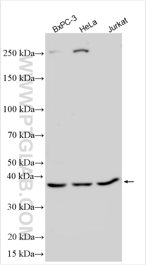 Western Blot (WB) analysis of various lysates using Cyclophilin E Polyclonal antibody (15357-1-AP)