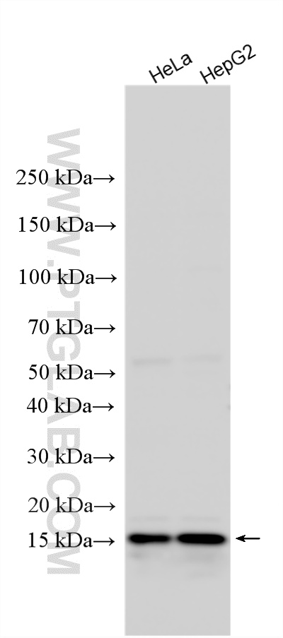 Western Blot (WB) analysis of various lysates using PPIL1 Polyclonal antibody (15144-1-AP)