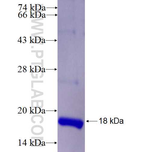 PPIL5 fusion protein Ag26924 SDS-PAGE