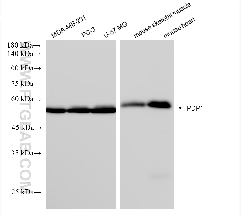 Western Blot (WB) analysis of various lysates using PDP1 Recombinant antibody (84612-3-RR)