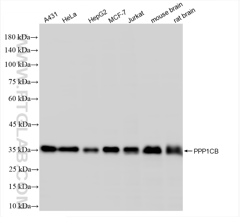 Western Blot (WB) analysis of various lysates using PPP1CB Recombinant antibody (84938-5-RR)