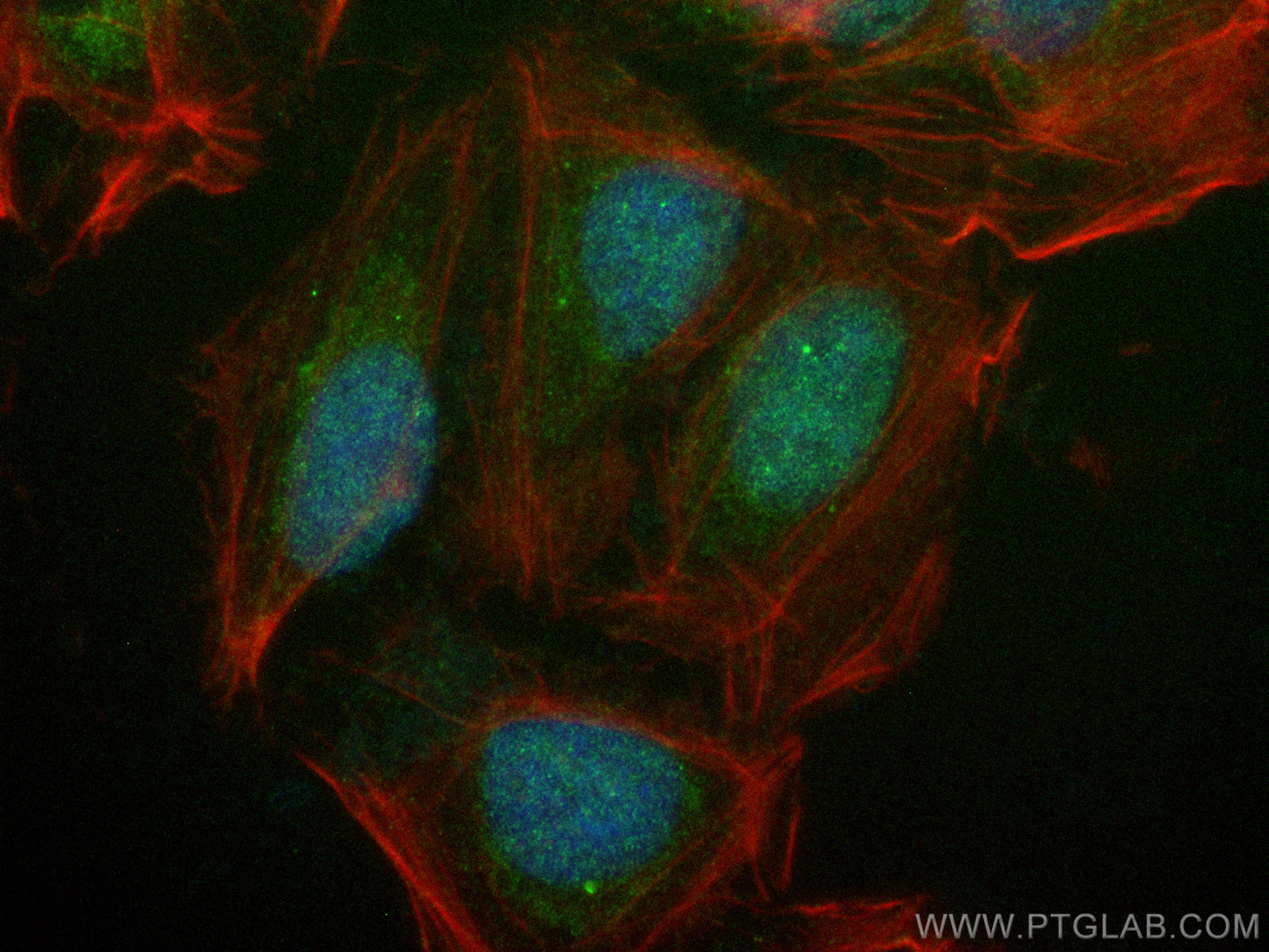 Immunofluorescence (IF) / fluorescent staining of U2OS cells using CoraLite® Plus 488-conjugated PPP1CB-Specific Poly (CL488-55136)