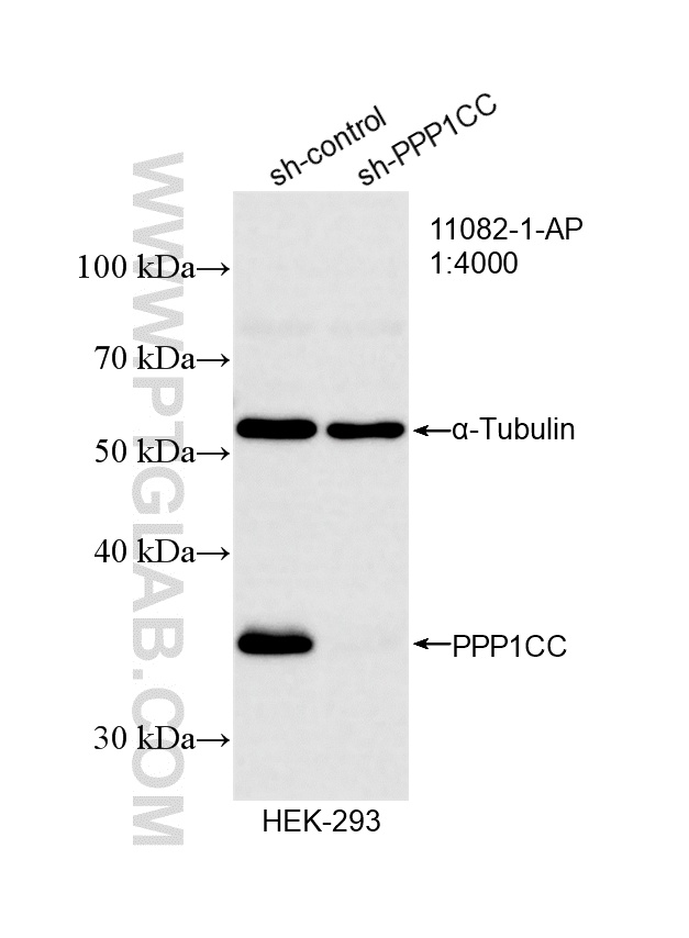Western Blot (WB) analysis of HEK-293 cells using PPP1CC Polyclonal antibody (11082-1-AP)