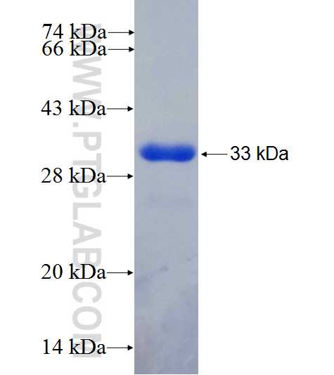 PPP1R12C fusion protein Ag26015 SDS-PAGE