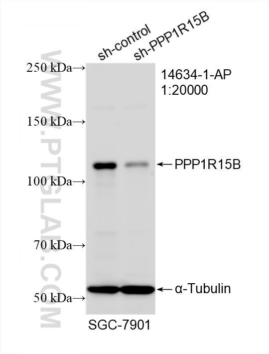 Western Blot (WB) analysis of SGC-7901 cells using PPP1R15B Polyclonal antibody (14634-1-AP)