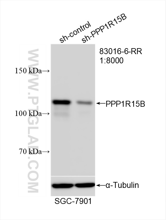 Western Blot (WB) analysis of SGC-7901 cells using PPP1R15B Recombinant antibody (83016-6-RR)