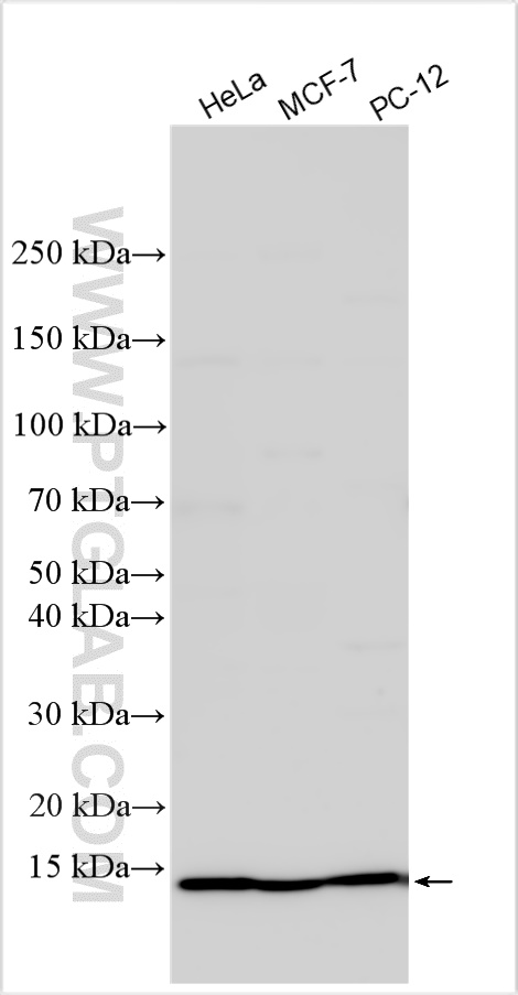 Western Blot (WB) analysis of various lysates using PPP1R1A Polyclonal antibody (12461-1-AP)