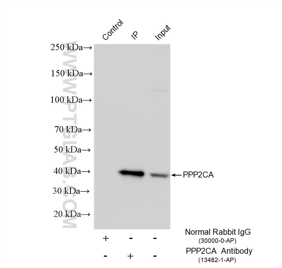 Immunoprecipitation (IP) experiment of Jurkat cells using PPP2CA Polyclonal antibody (13482-1-AP)