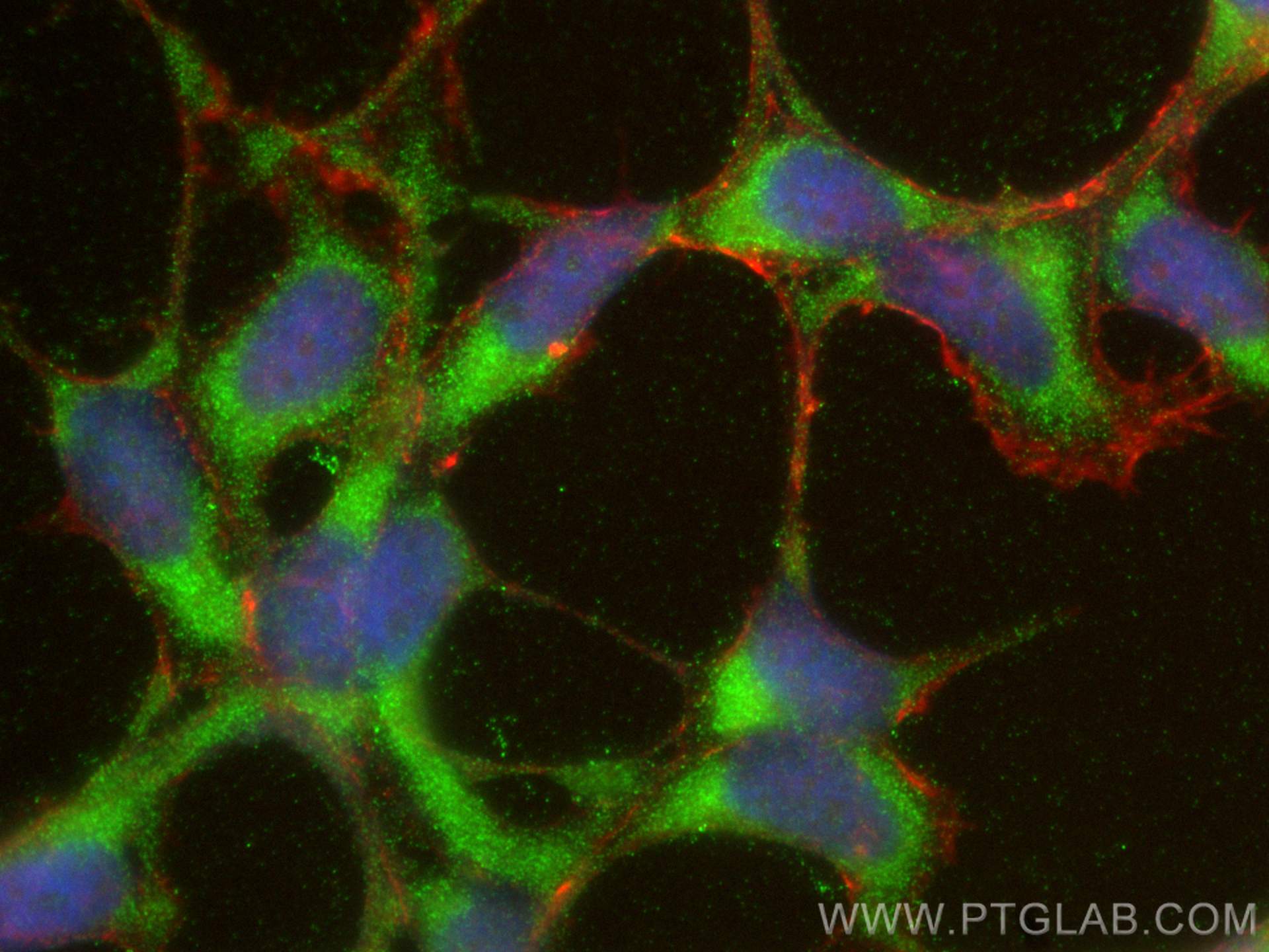 Immunofluorescence (IF) / fluorescent staining of HEK-293 cells using PPP2R1A Polyclonal antibody (15882-1-AP)