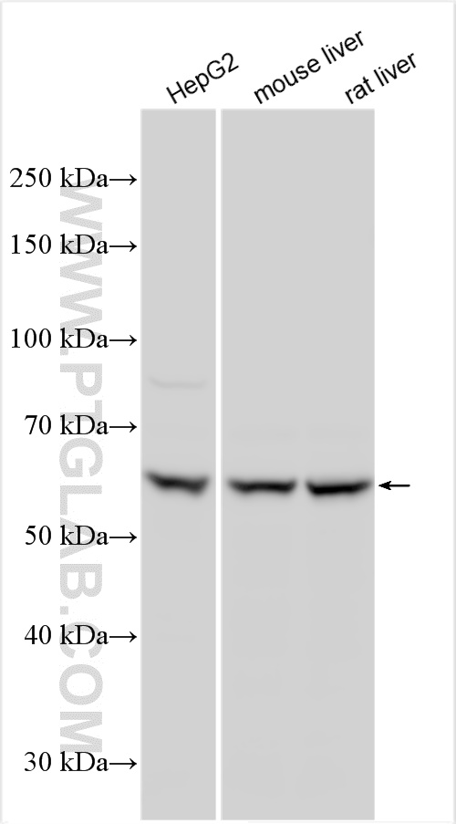 Western Blot (WB) analysis of various lysates using PPP2R1A Polyclonal antibody (15882-1-AP)