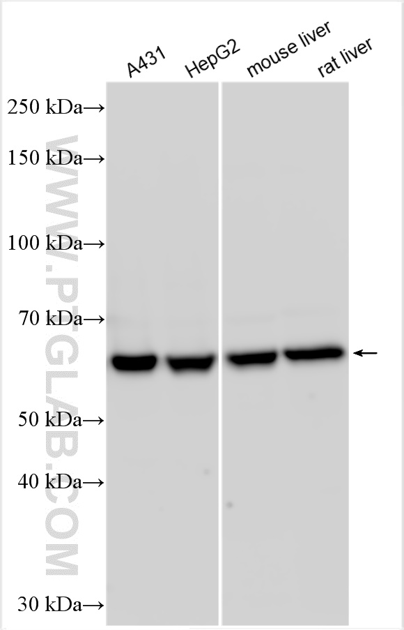 Western Blot (WB) analysis of various lysates using PPP2R1A Polyclonal antibody (15882-1-AP)