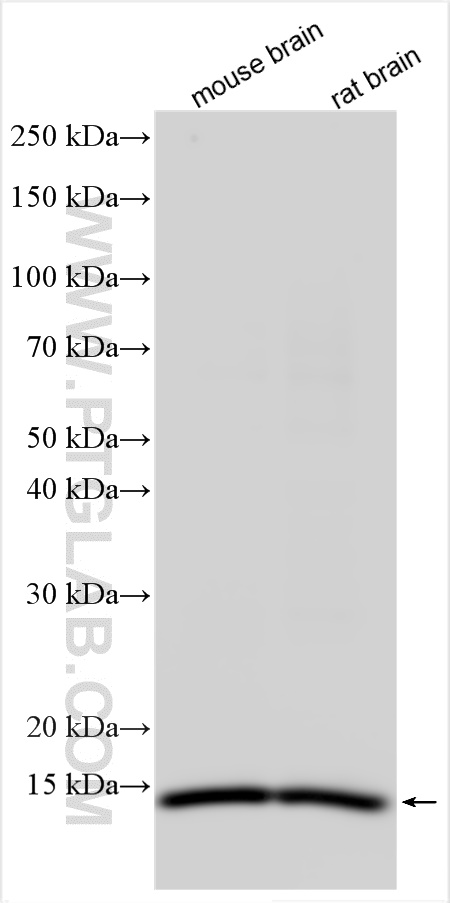 Western Blot (WB) analysis of mouse brain tissue using PPP3R1 Polyclonal antibody (13210-1-AP)