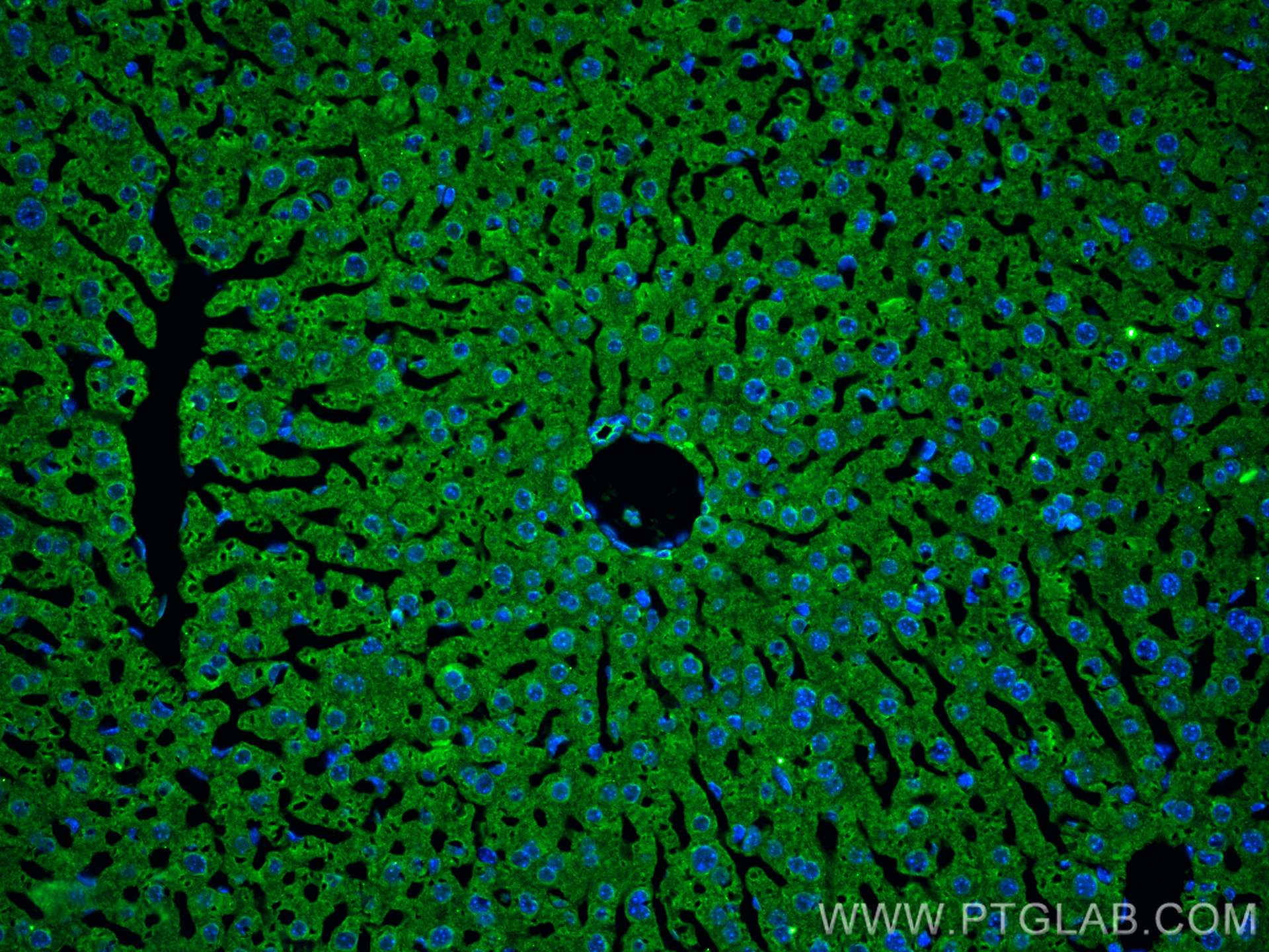 Immunofluorescence (IF) / fluorescent staining of mouse liver tissue using PPP4R1 Monoclonal antibody (67392-1-Ig)