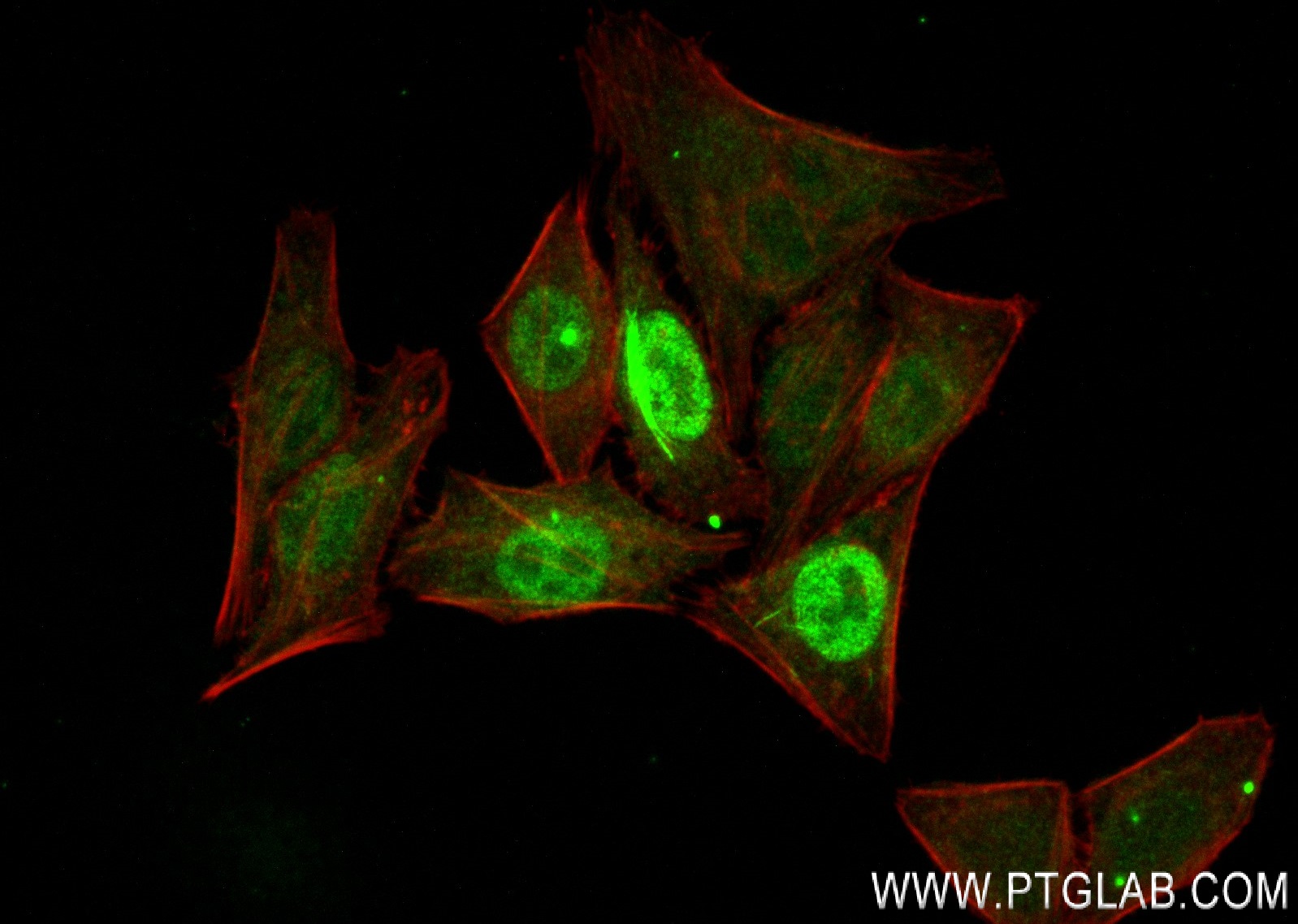 Immunofluorescence (IF) / fluorescent staining of HepG2 cells using PRC1 Recombinant antibody (84041-2-RR)