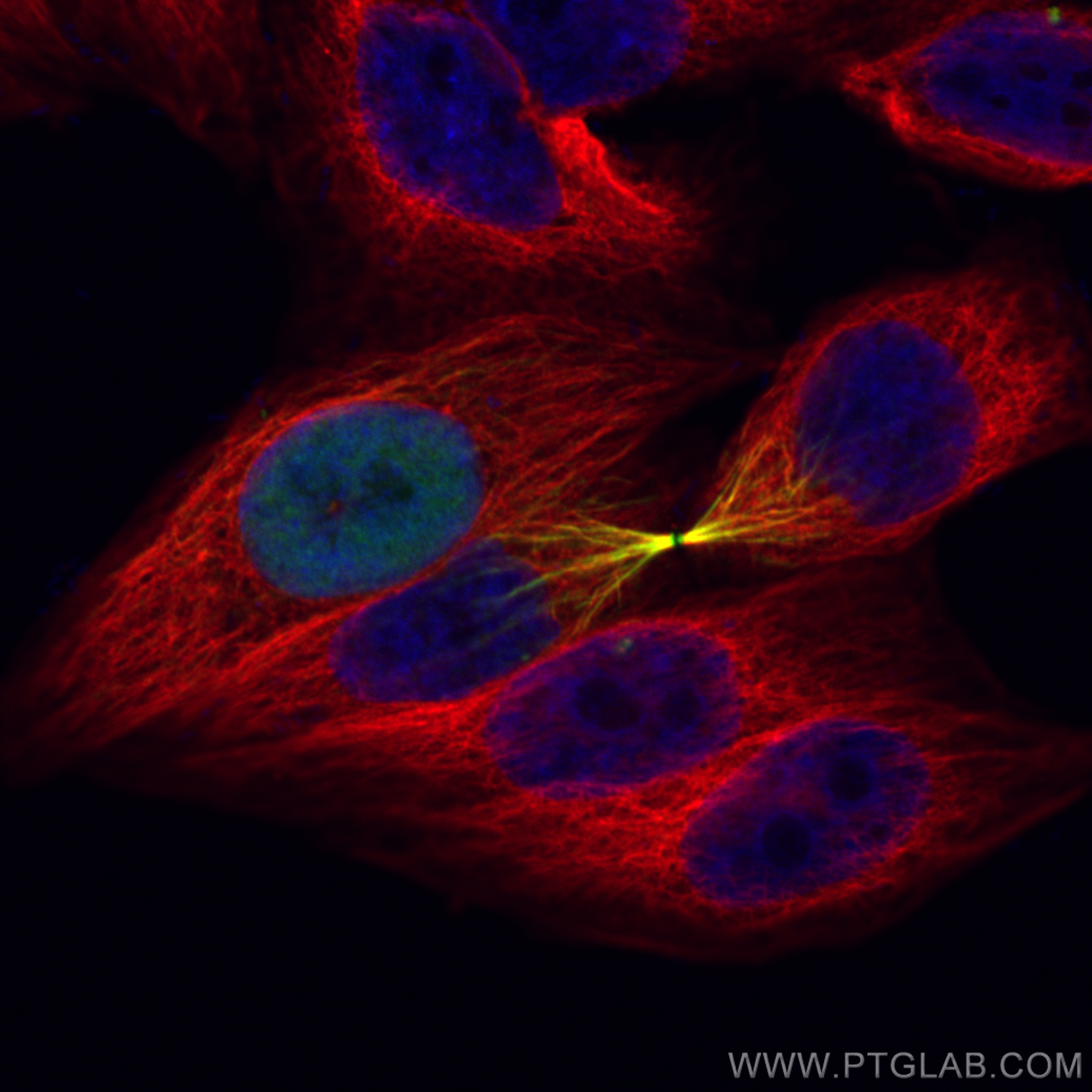 Immunofluorescence (IF) / fluorescent staining of HepG2 cells using PRC1 Recombinant antibody (84041-2-RR)