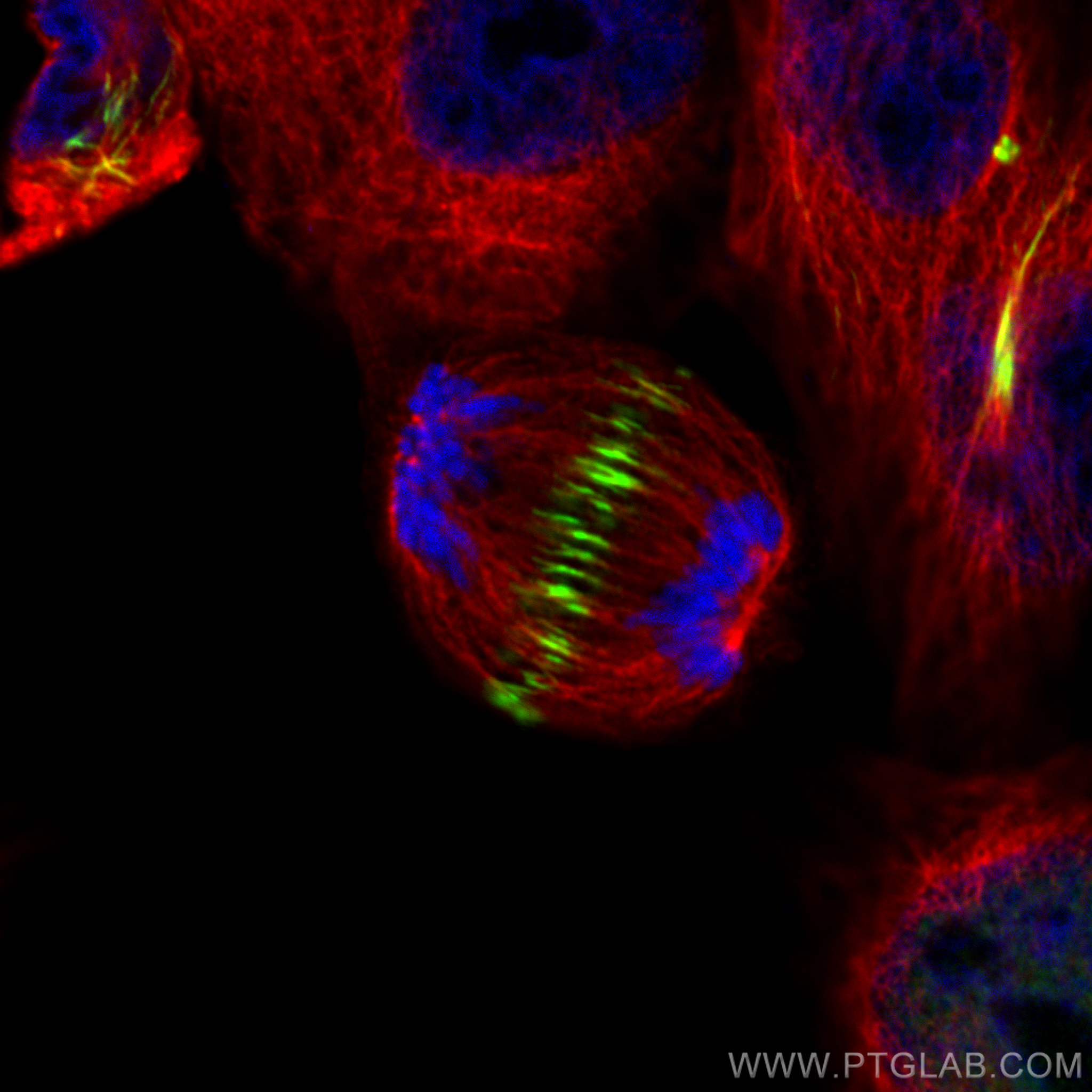 Immunofluorescence (IF) / fluorescent staining of HepG2 cells using PRC1 Recombinant antibody (84041-2-RR)