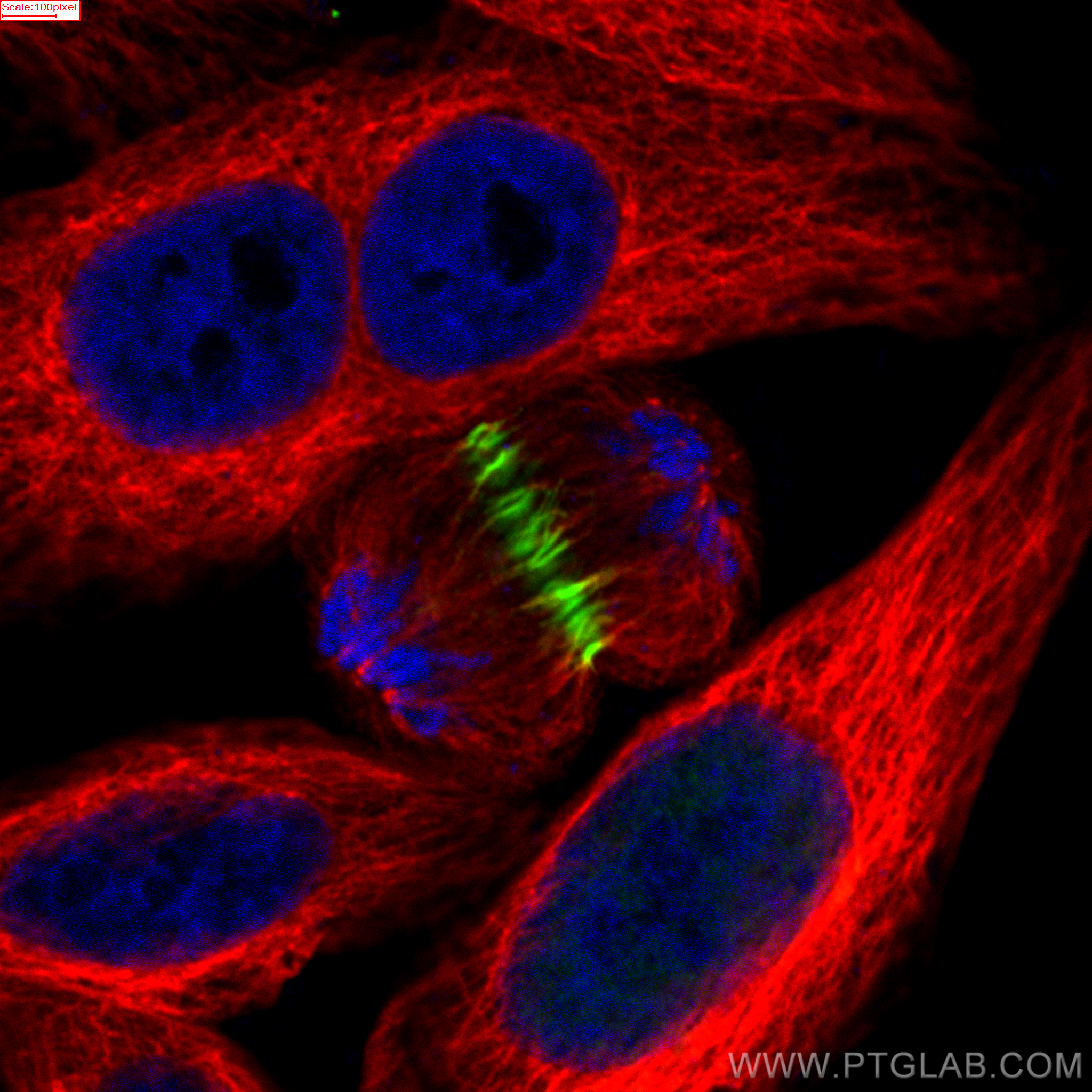 Immunofluorescence (IF) / fluorescent staining of HepG2 cells using PRC1 Recombinant antibody (84041-2-RR)