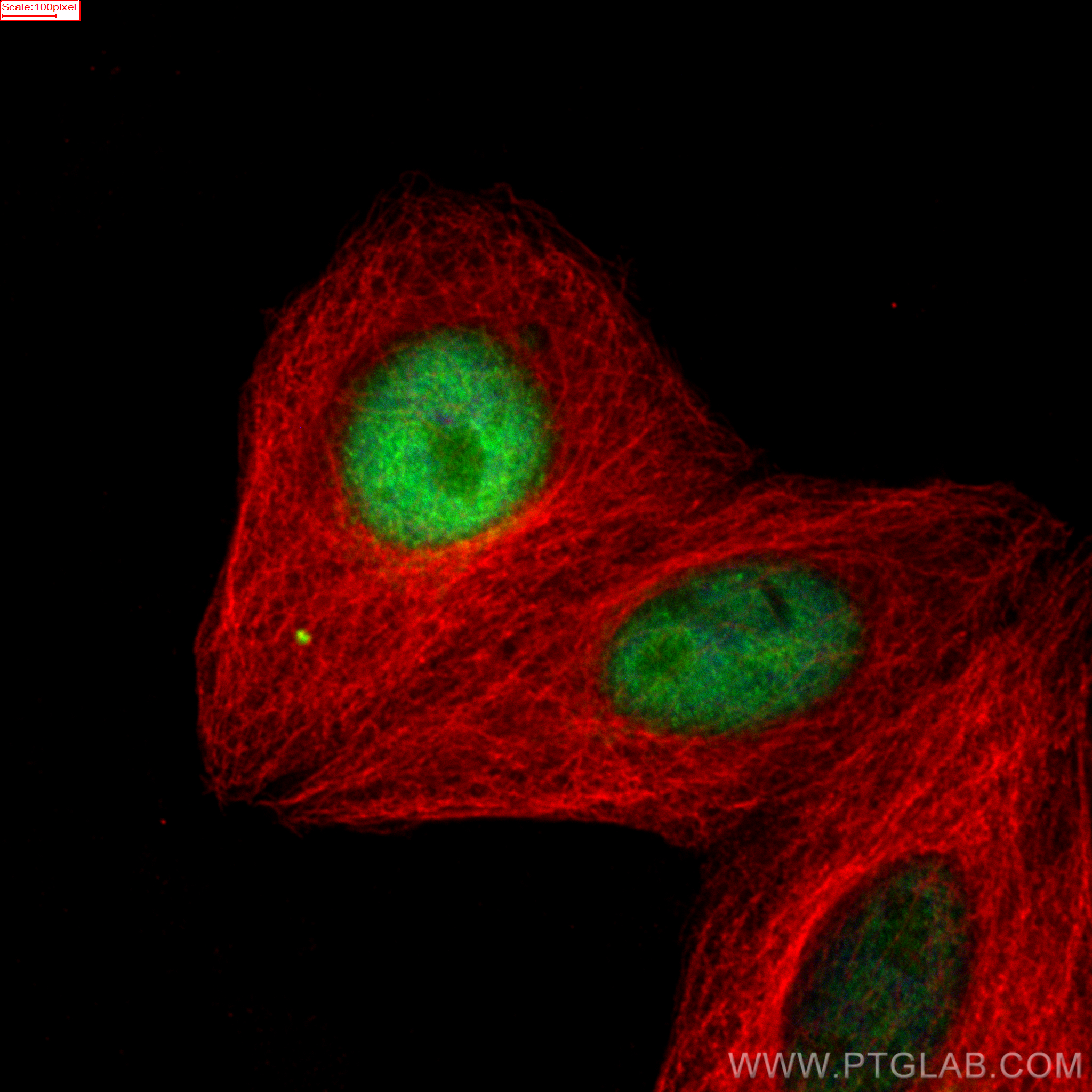 Immunofluorescence (IF) / fluorescent staining of HepG2 cells using PRC1 Recombinant antibody (84041-2-RR)