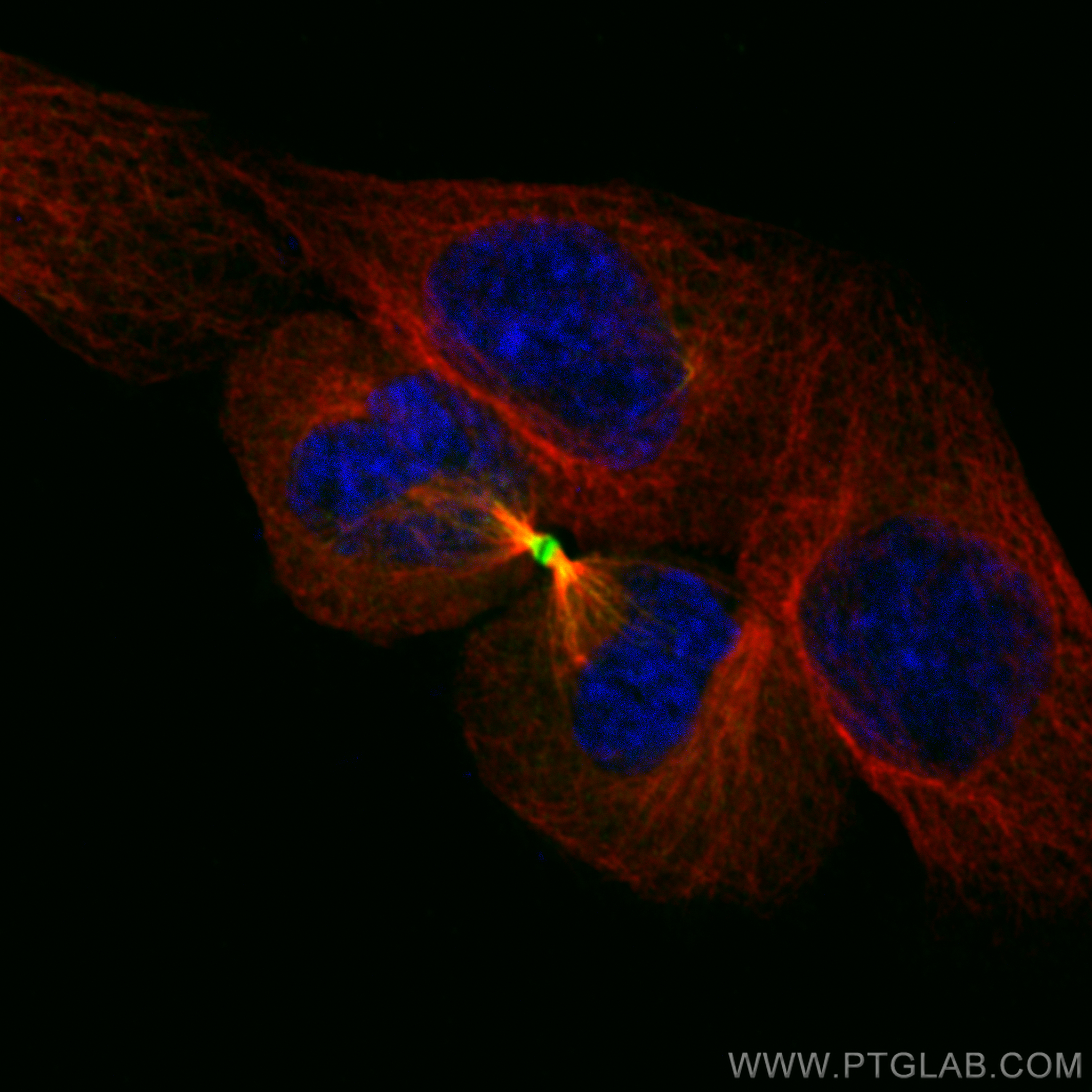 Immunofluorescence (IF) / fluorescent staining of HepG2 cells using PRC1 Recombinant antibody (84041-2-RR)