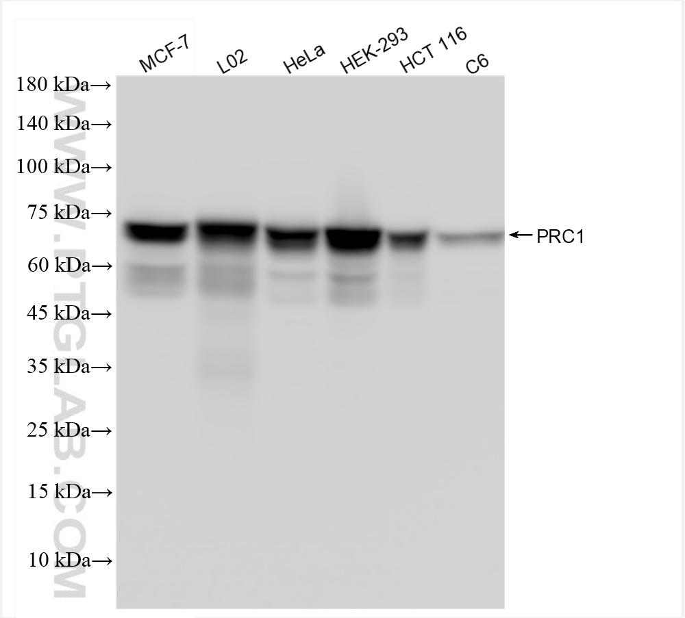 Western Blot (WB) analysis of various lysates using PRC1 Recombinant antibody (84041-2-RR)