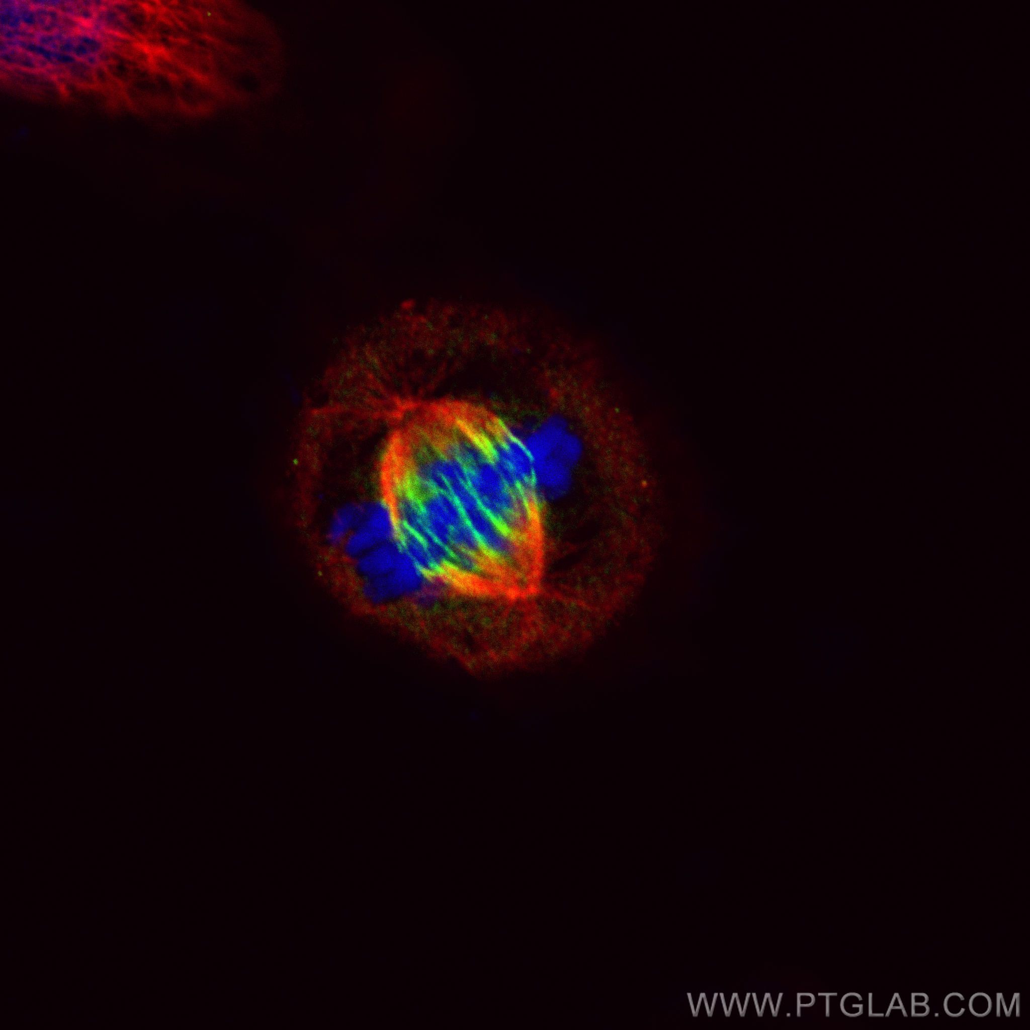 Immunofluorescence (IF) / fluorescent staining of HepG2 cells using CoraLite® Plus 488-conjugated PRC1 Recombinant ant (CL488-84041-2)