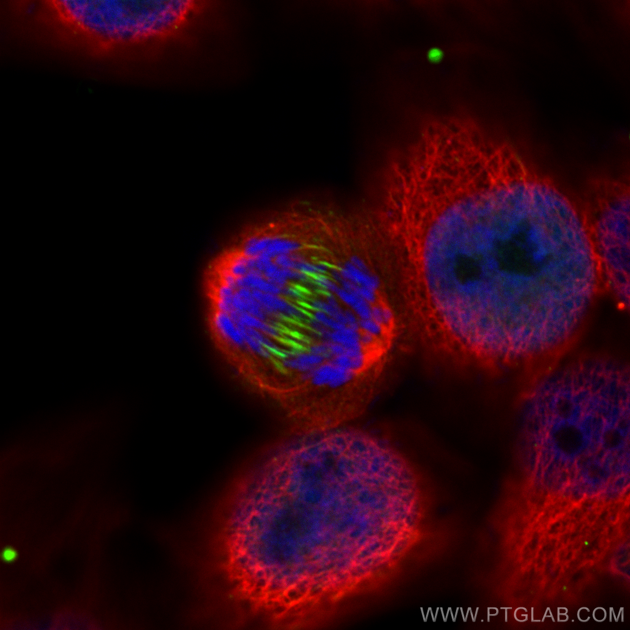 Immunofluorescence (IF) / fluorescent staining of HepG2 cells using CoraLite® Plus 488-conjugated PRC1 Recombinant ant (CL488-84041-2)