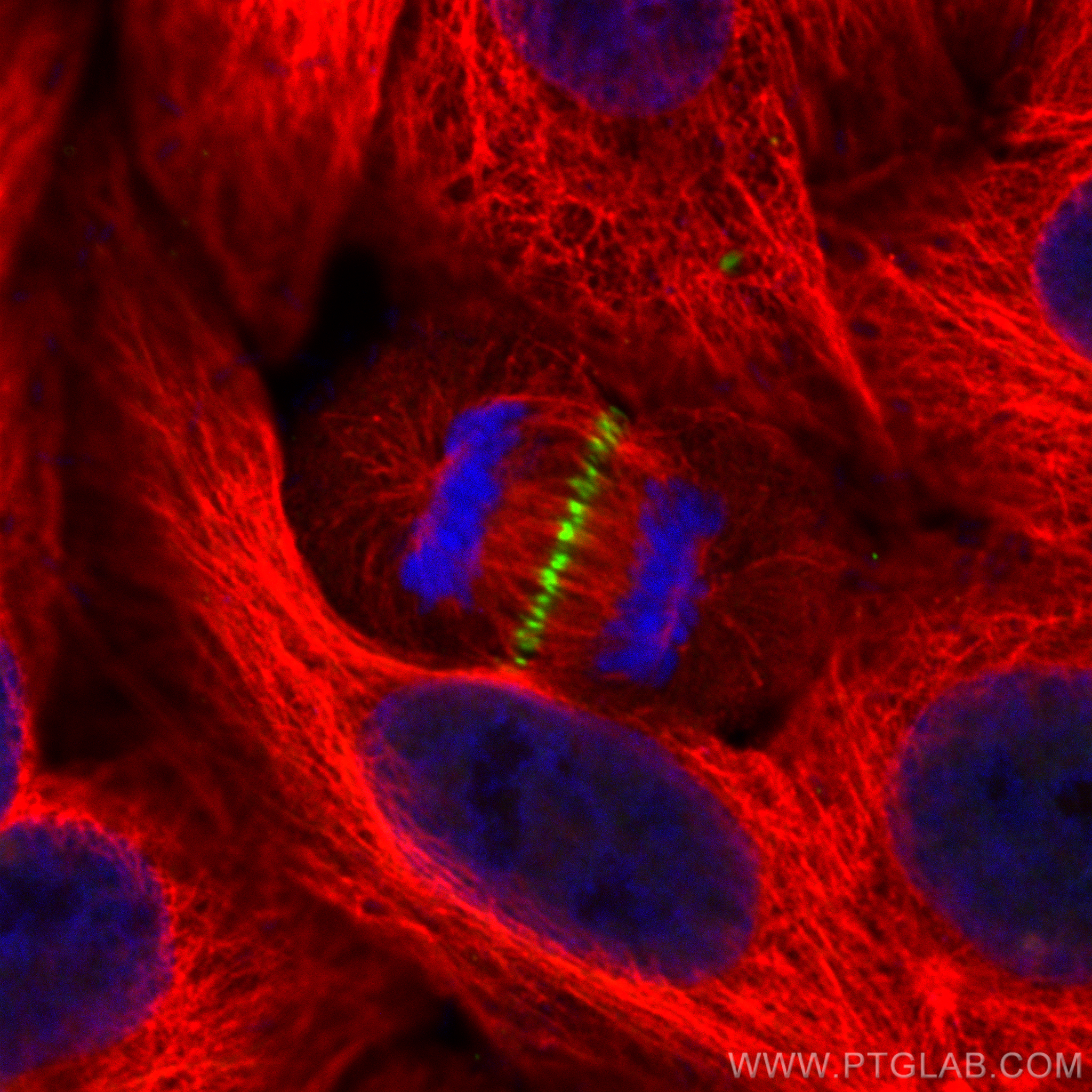 Immunofluorescence (IF) / fluorescent staining of HepG2 cells using CoraLite® Plus 488-conjugated PRC1 Recombinant ant (CL488-84041-2)