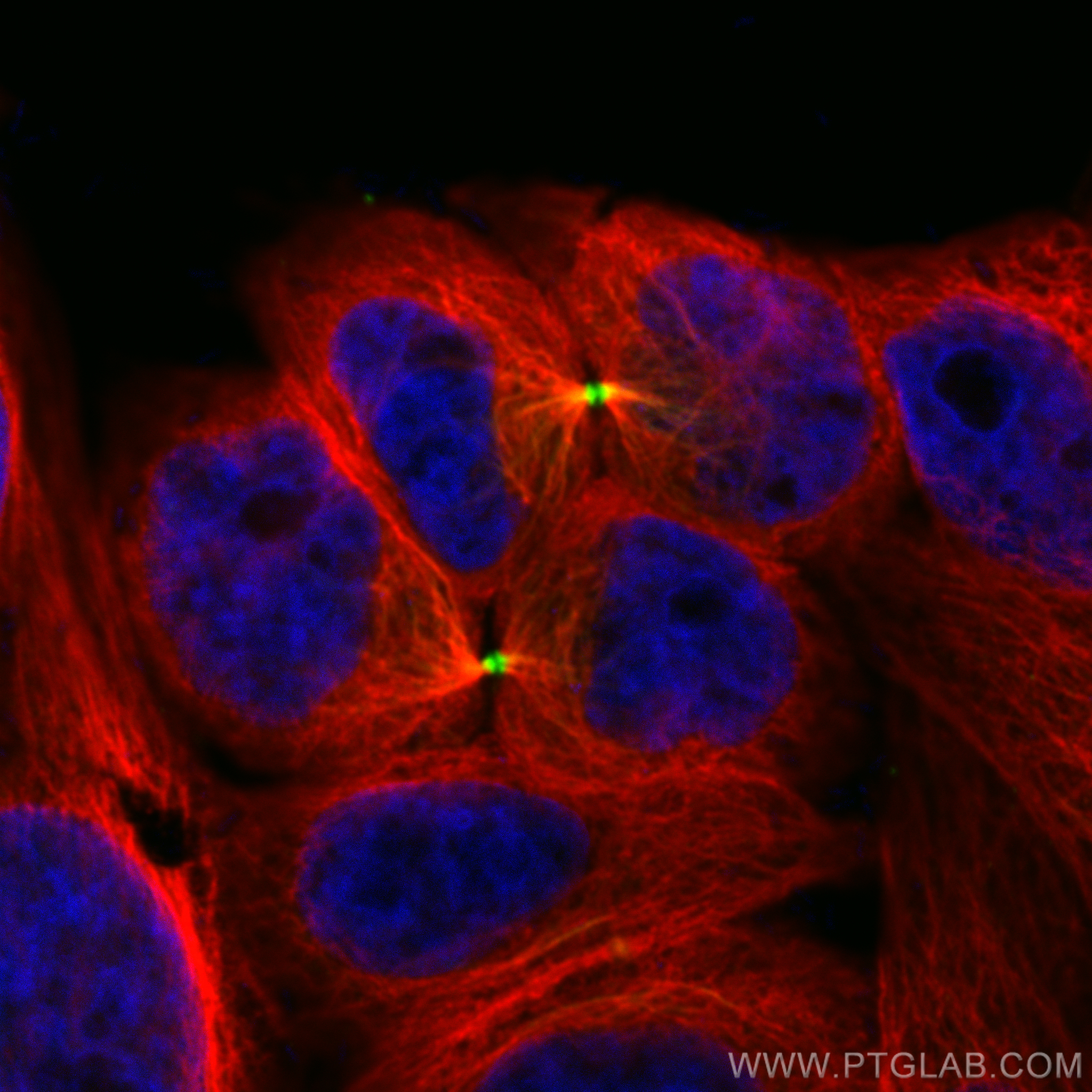 Immunofluorescence (IF) / fluorescent staining of HepG2 cells using CoraLite® Plus 488-conjugated PRC1 Recombinant ant (CL488-84041-2)