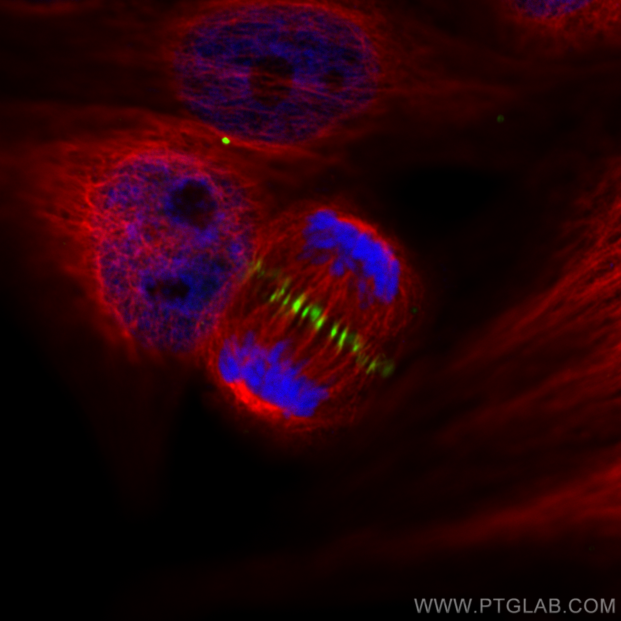 Immunofluorescence (IF) / fluorescent staining of HepG2 cells using CoraLite® Plus 488-conjugated PRC1 Recombinant ant (CL488-84041-2)