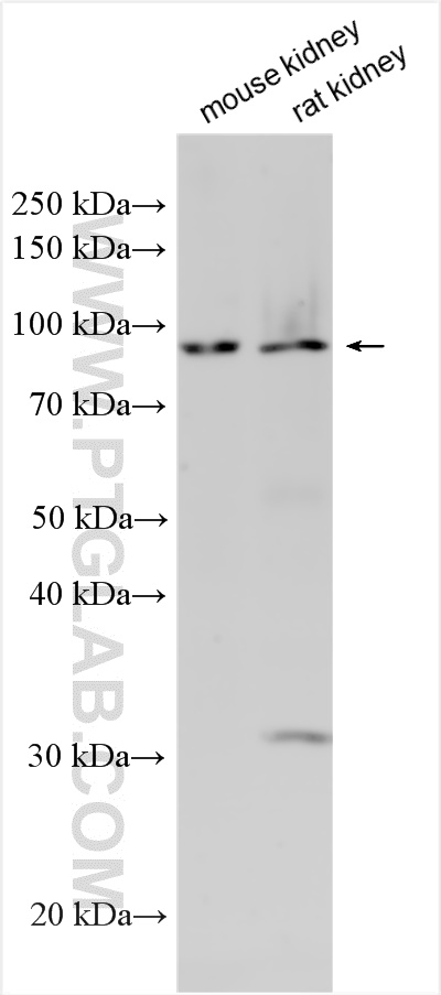 Western Blot (WB) analysis of various lysates using PRDM13 Polyclonal antibody (30453-1-AP)