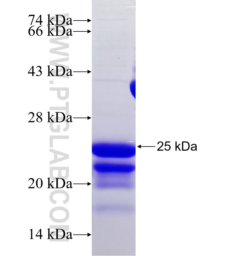 PRDM13 fusion protein Ag31014 SDS-PAGE