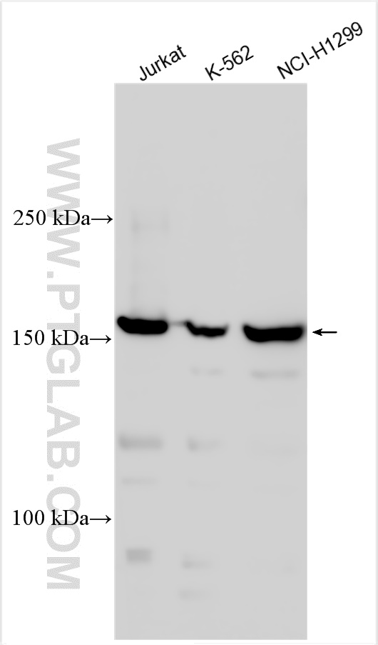 Western Blot (WB) analysis of various lysates using PRDM16 Polyclonal antibody (55361-1-AP)