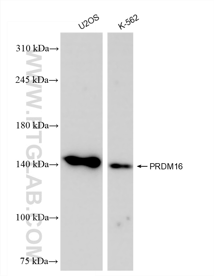 PRDM16