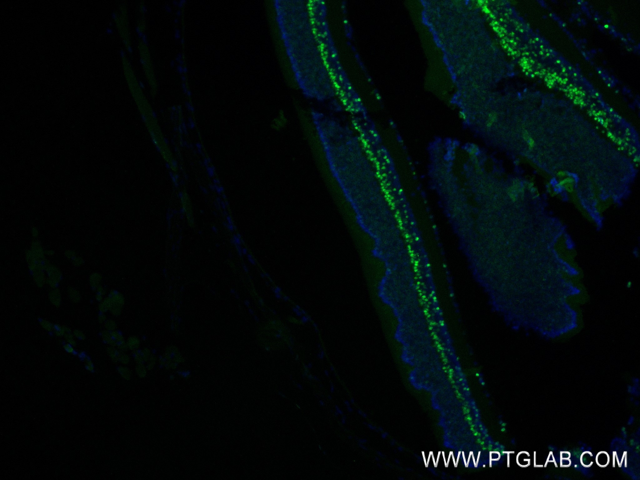 Immunofluorescence (IF) / fluorescent staining of mouse eye tissue using PRDM8 Recombinant antibody (84716-2-RR)