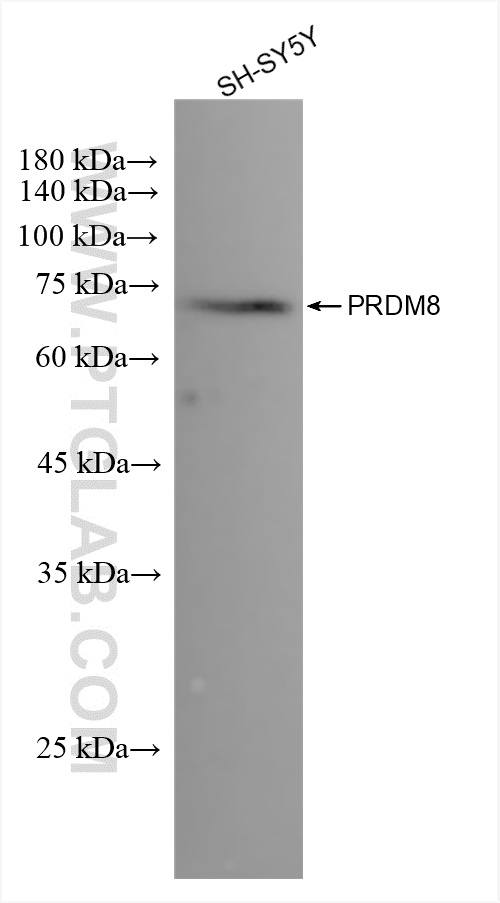 Western Blot (WB) analysis of various lysates using PRDM8 Recombinant antibody (84716-2-RR)