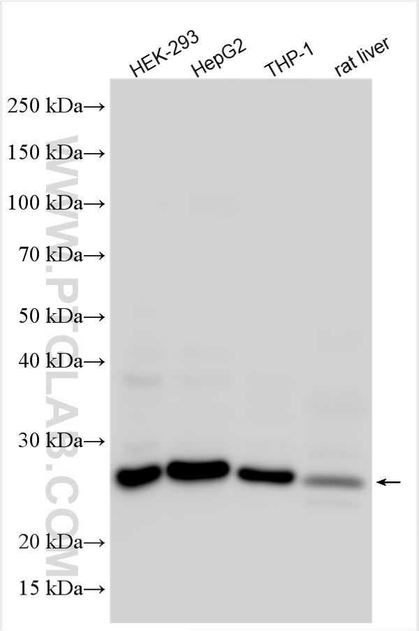 Western Blot (WB) analysis of various lysates using PRDX3 Polyclonal antibody (55087-1-AP)