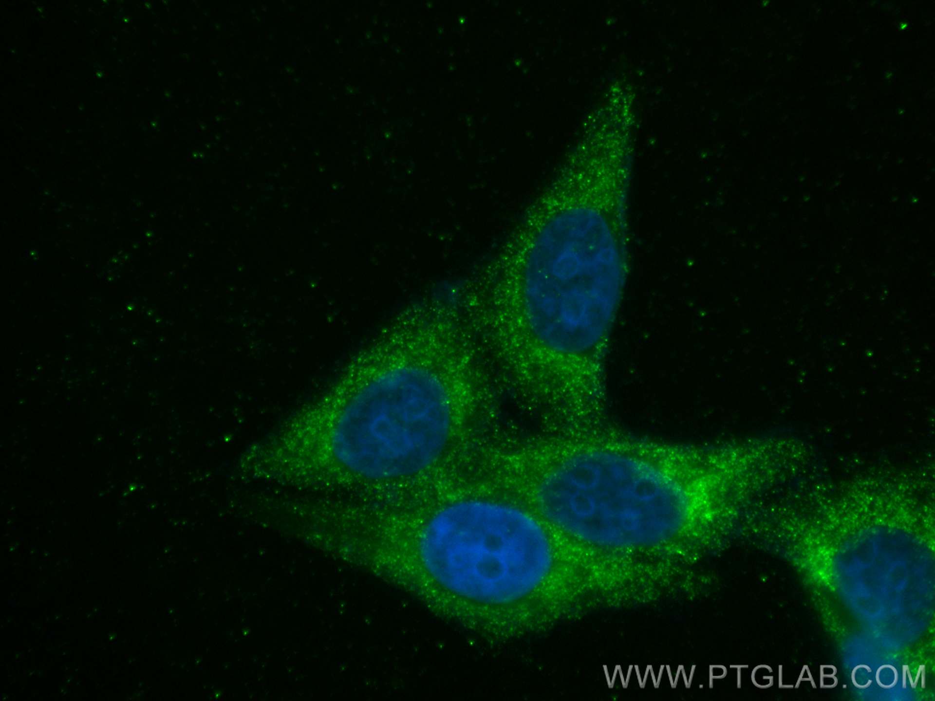 Immunofluorescence (IF) / fluorescent staining of HepG2 cells using PRDX4 Monoclonal antibody (60286-1-Ig)