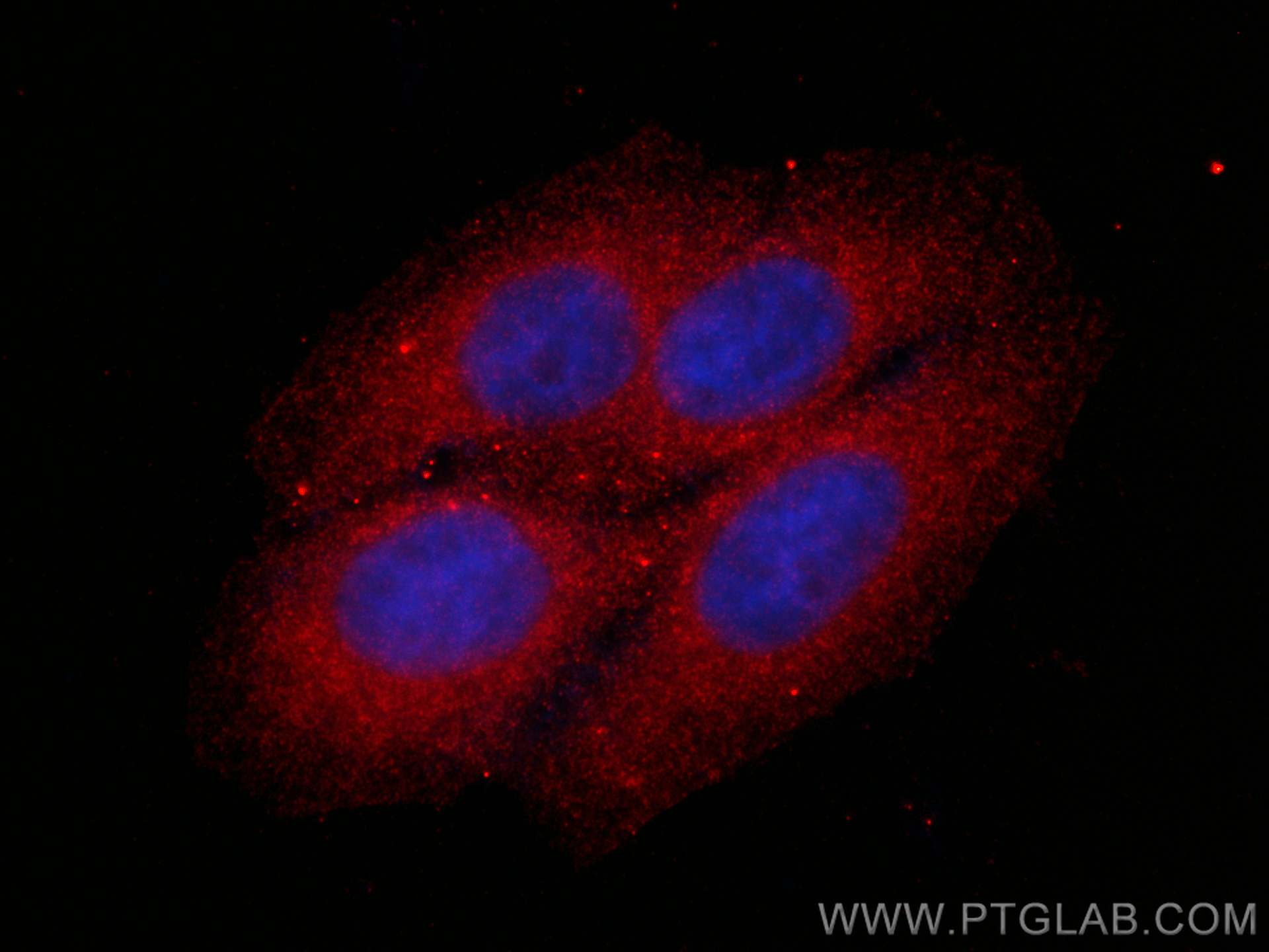 Immunofluorescence (IF) / fluorescent staining of HepG2 cells using CoraLite®594-conjugated PRDX4 Monoclonal antibody (CL594-60286)