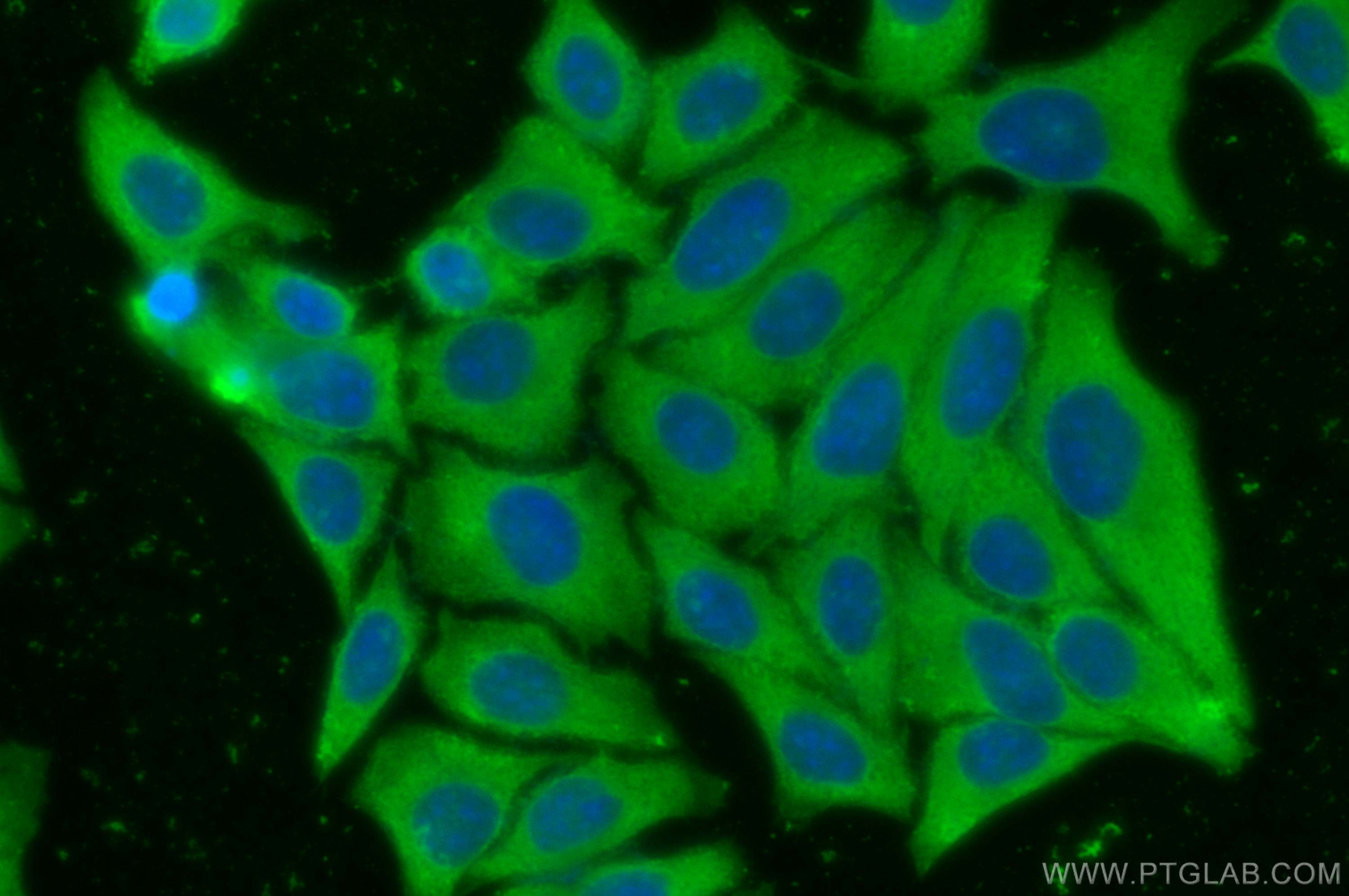 Immunofluorescence (IF) / fluorescent staining of HepG2 cells using PRDX6 Polyclonal antibody (13585-1-AP)