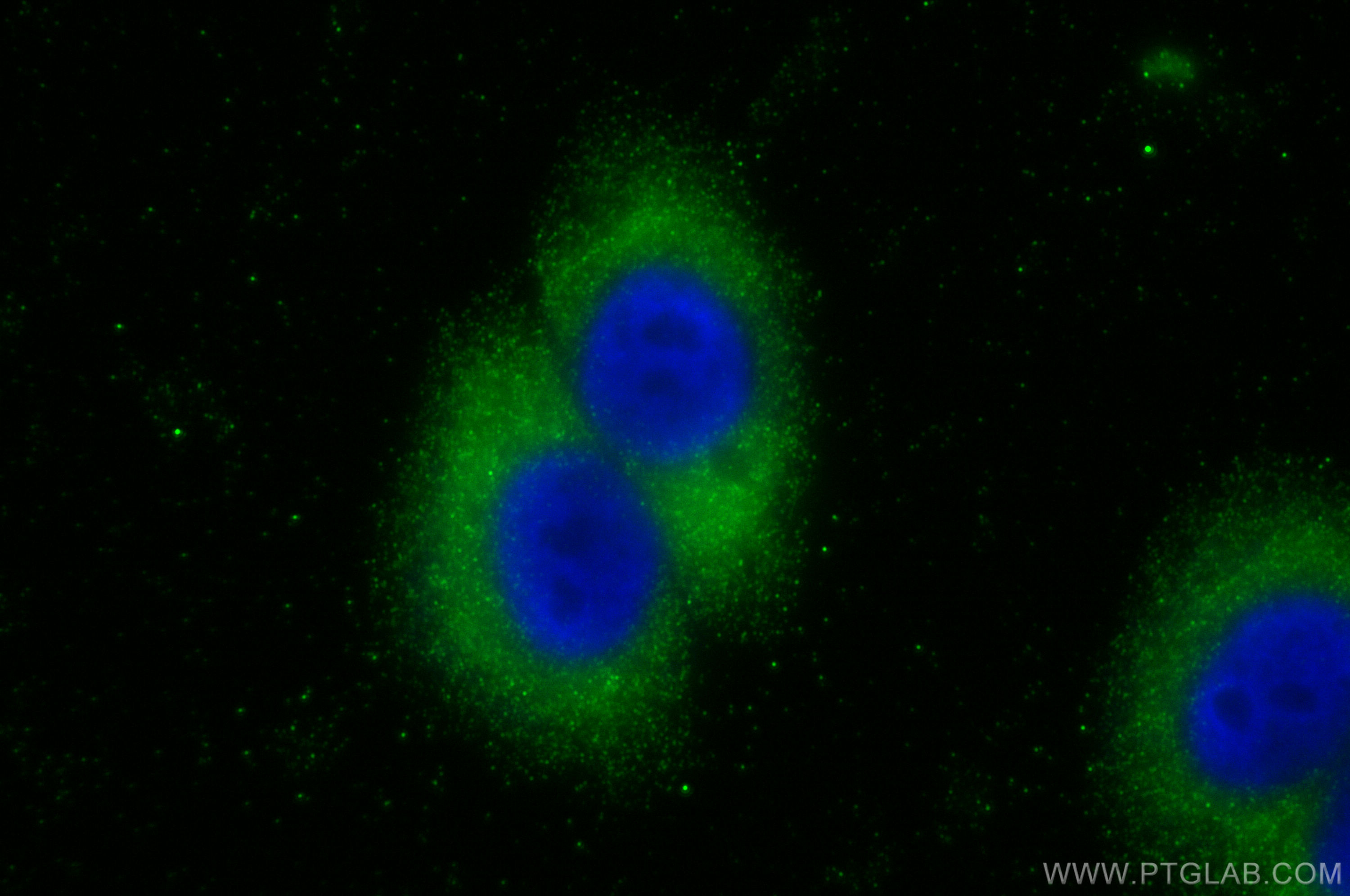 Immunofluorescence (IF) / fluorescent staining of HepG2 cells using PREB Polyclonal antibody (10146-2-AP)