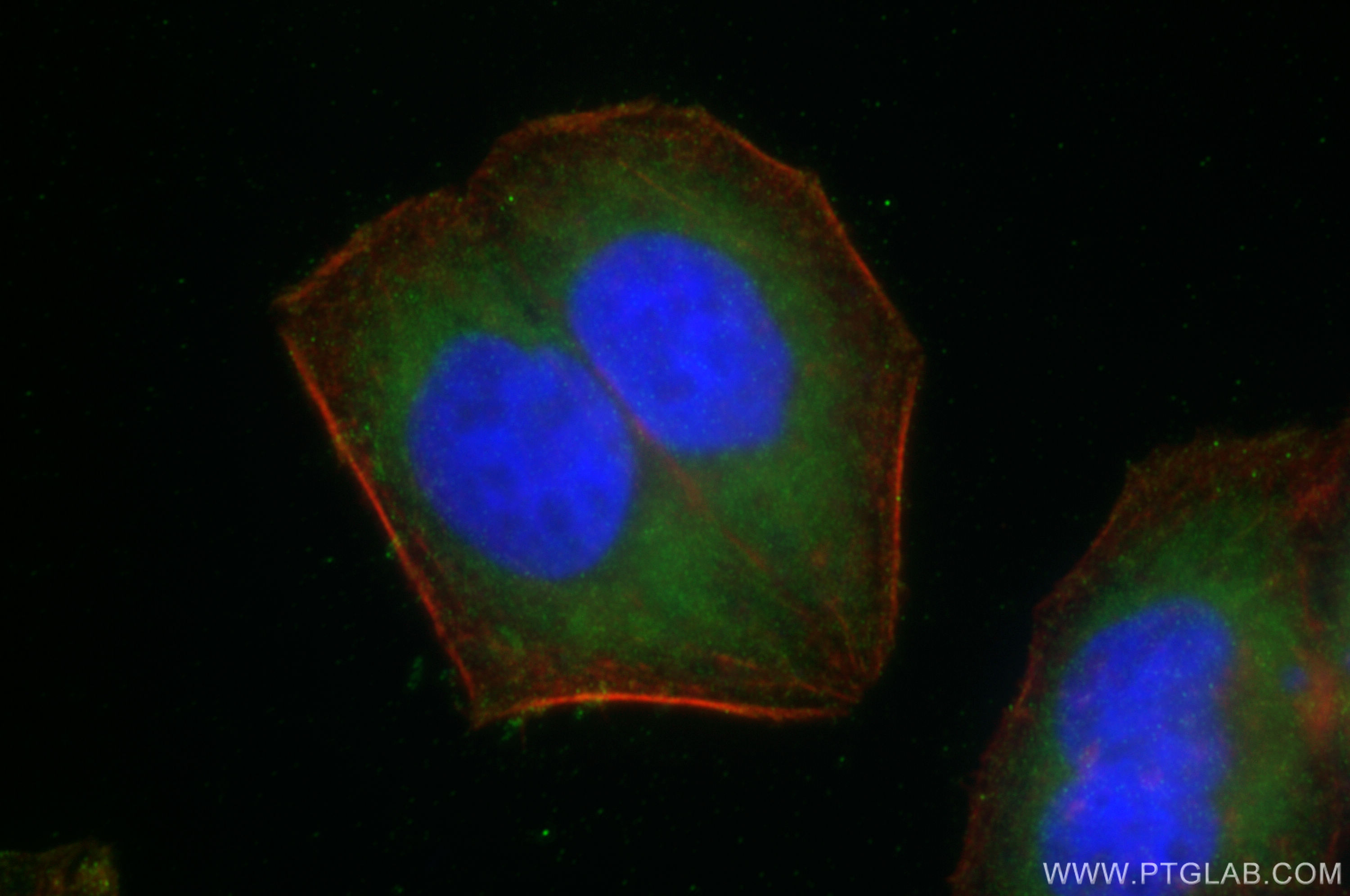 Immunofluorescence (IF) / fluorescent staining of HepG2 cells using AMPK Alpha Polyclonal antibody (10929-2-AP)