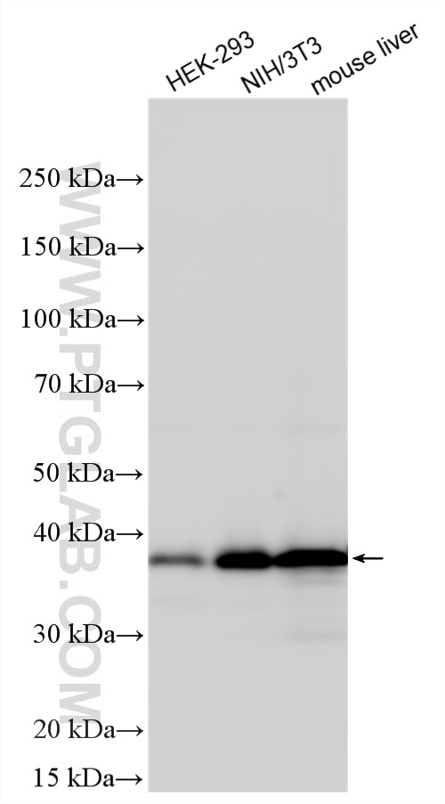 Western Blot (WB) analysis of various lysates using AMPK Beta 1 Polyclonal antibody (10308-1-AP)