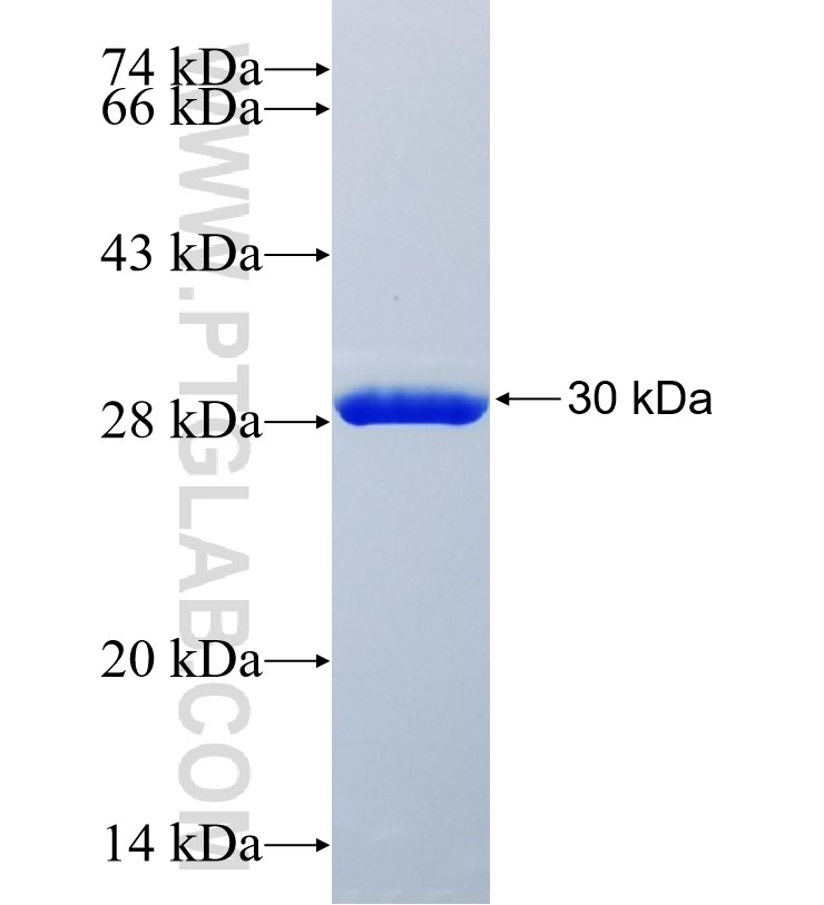 PRKACG fusion protein Ag27035 SDS-PAGE