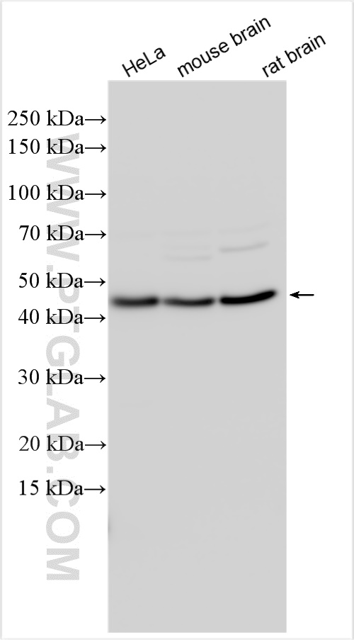 Western Blot (WB) analysis of various lysates using PRKAR1A Polyclonal antibody (20358-1-AP)