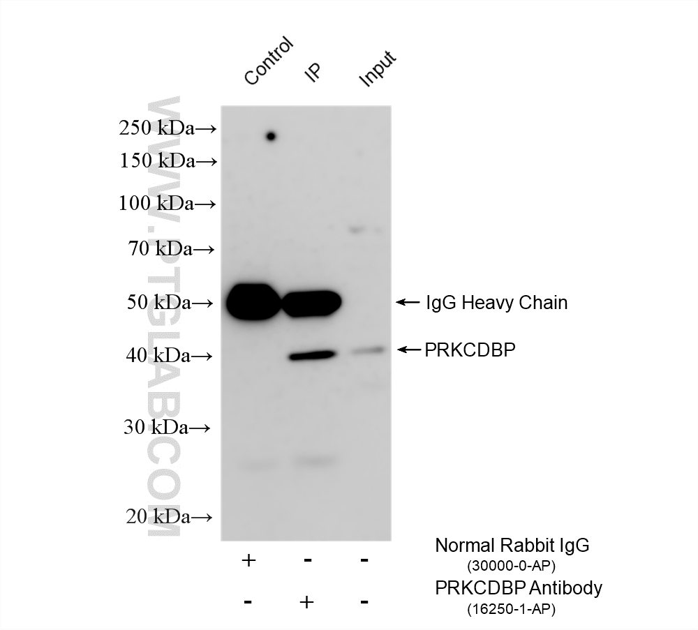 Immunoprecipitation (IP) experiment of A549 cells using PRKCDBP Polyclonal antibody (16250-1-AP)