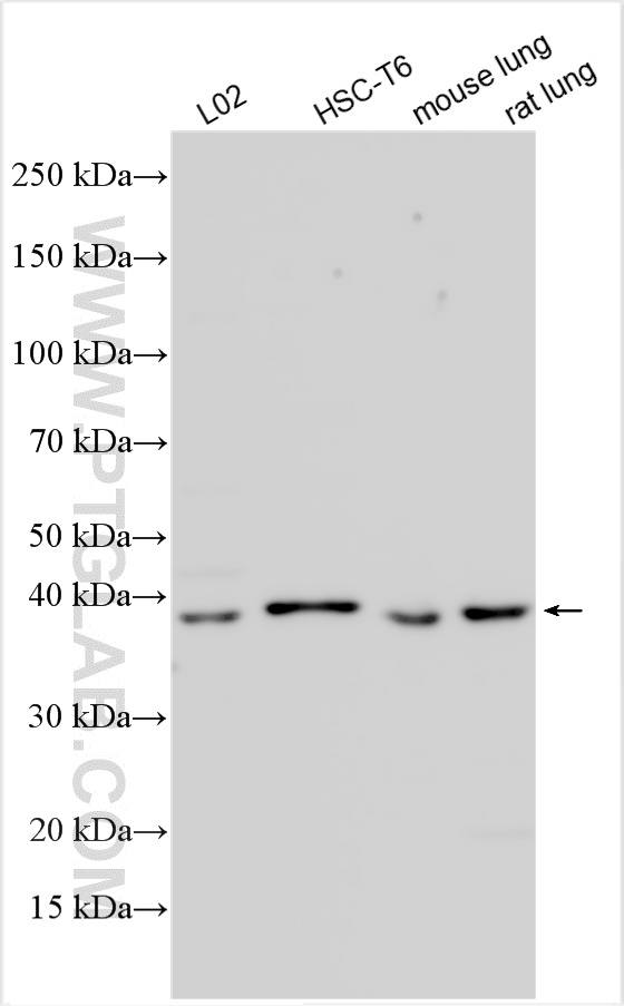 Western Blot (WB) analysis of various lysates using PRKCDBP Polyclonal antibody (16250-1-AP)