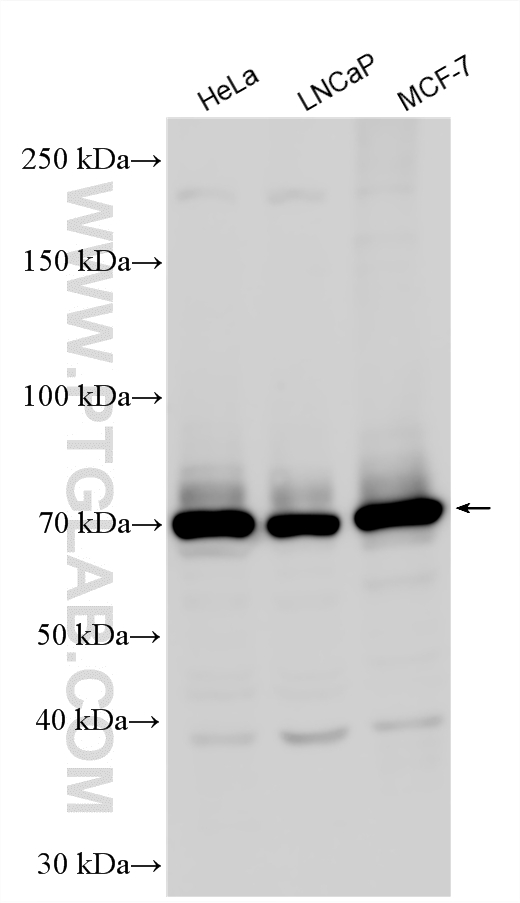 Western Blot (WB) analysis of various lysates using PKC Iota Polyclonal antibody (13883-1-AP)