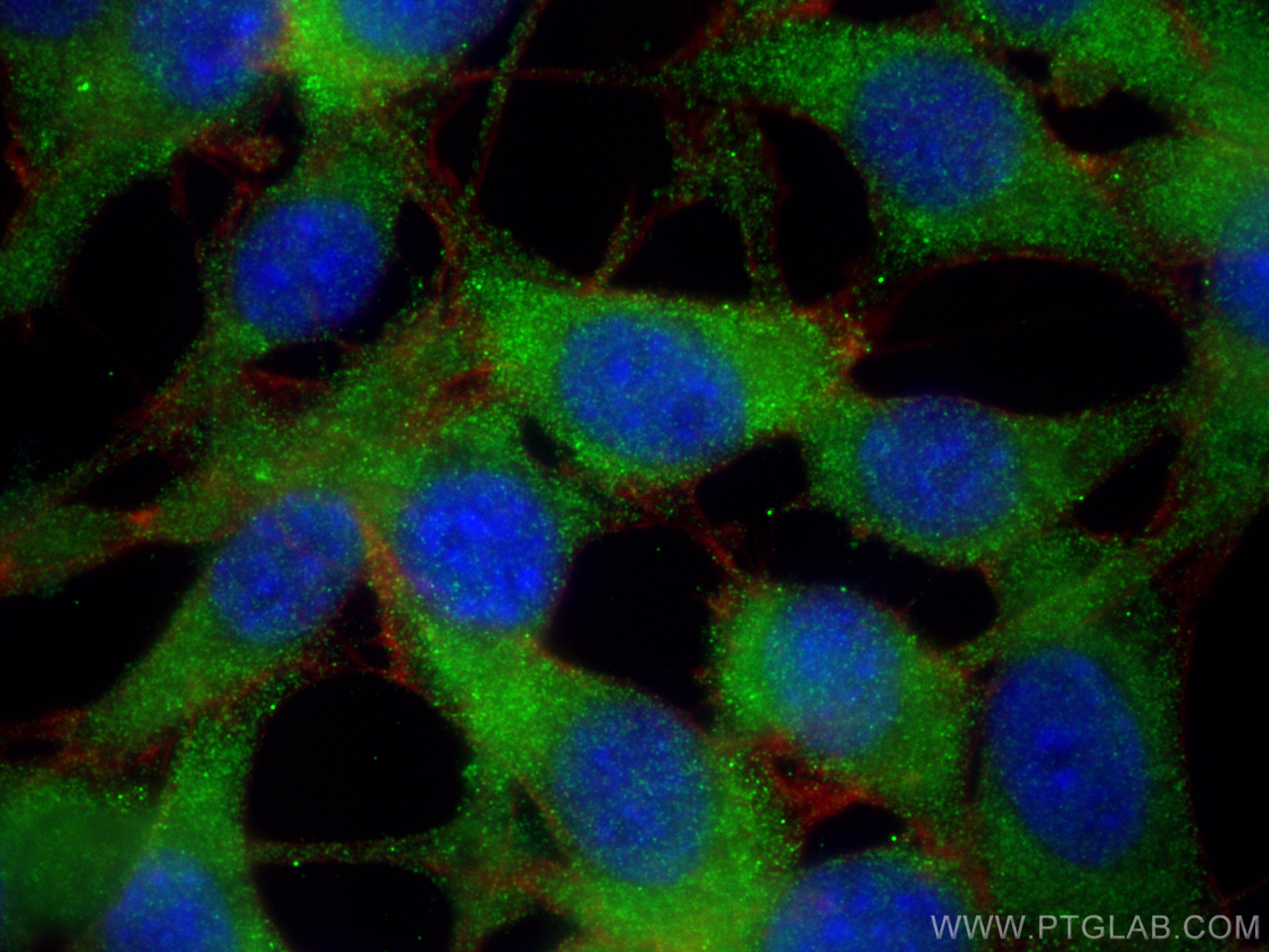 Immunofluorescence (IF) / fluorescent staining of NIH/3T3 cells using PKC Zeta Polyclonal antibody (10860-1-AP)