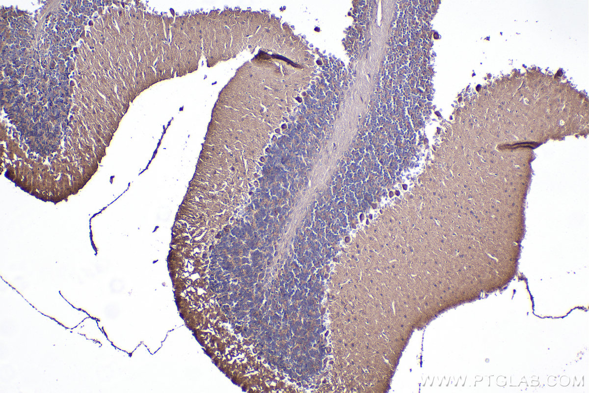 Immunohistochemistry (IHC) staining of mouse cerebellum tissue using PKC Zeta Polyclonal antibody (10860-1-AP)